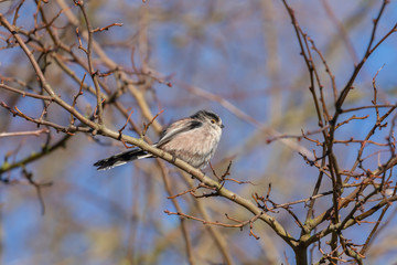 Long Tailed Tit