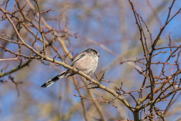 Long Tailed Tit