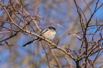 Long Tailed Tit