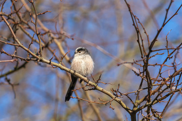 Long Tailed Tit