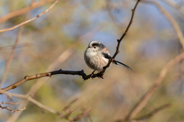 Long Tailed Tit