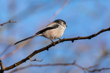 Long Tailed Tit