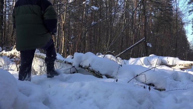 Man wades through a windbreak with snowbanks  in a winter forest.