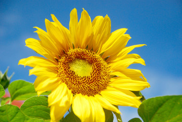 sunflowers in bloom and blue sky