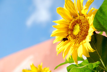 Fototapeta premium sunflowers in bloom and blue sky
