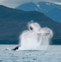 Naklejka premium Humpback Whale Tail Flip, Alaska