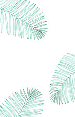Fototapeta na wymiar Background with palm leaves.