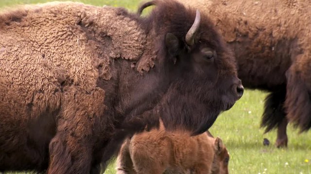 Yellowstone National Park - Amazing shot of an adult mother Bison Buffalo and young baby calf in a peaceful springtime green meadow.
