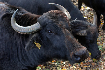 Naklejka premium Wasserbüffel