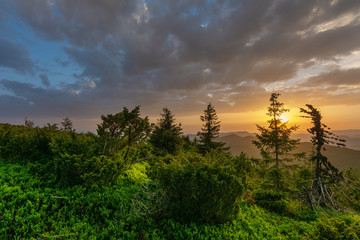 Obraz na płótnie Canvas Warm sunset on the green and flowering valleys of the Ukrainian Carpathian Mountains.