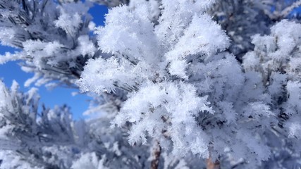 Fototapeta na wymiar snow on fir branches