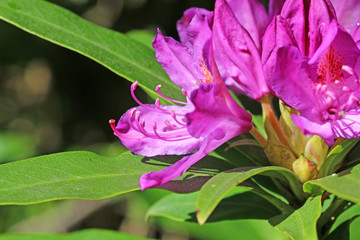 Purple Rhododendron flower