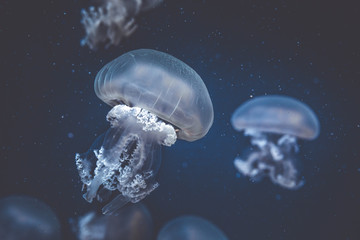 jellyfish