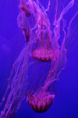jellyfish