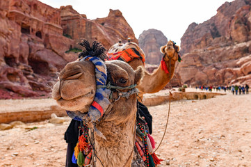 Close-up view of two beautiful camels in the Unesco World Heritage Site in Petra. Petra is a historical and archaeological city in southern Jordan.