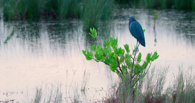 Little Blue Heron roosting on a nice green bush near water