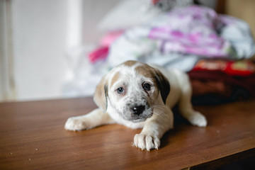 cute spotted puppy lying on the table