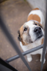 dog at the shelter