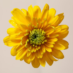 Yellow terry rudbeckia flower isolated on beige background.