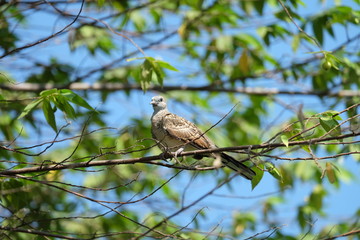 bird on branch