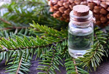 Fir needle essential oil in a glass bottle and green coniferous tree branches with cones.Spruce aroma oil for spa,aromatherapy and bodycare.Selective focus.