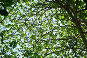 Fototapeta premium tree with green leaves