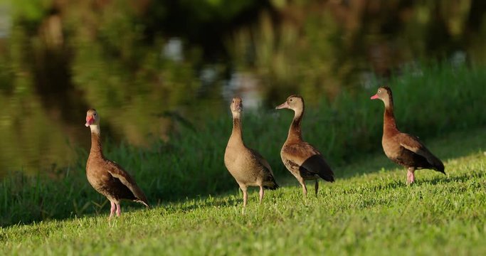 Flock of four Whistling-Ducks standing on green grass with nice flowing water behind them at sunset golden hour - they all fly away.