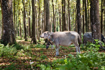 Livestock grazing near the trees.