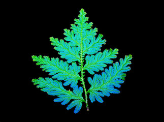 Naklejka na ściany i meble Peacock fern (Selaginella willdenowii) is a species of spikemoss known by the common names Willdenow's spikemoss and peacock fern due to its iridescent blue leaves. Isolated on black background.