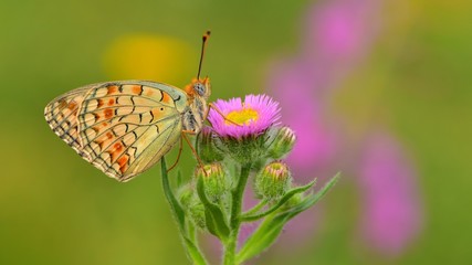 Argynnis niobe  564