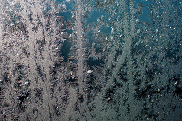 Ice patterns on glass, frost on a winter window, fancy patterns of winter.