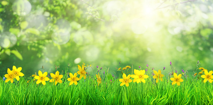 a spring flowers and green grass background