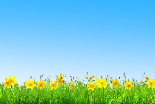 a spring narcissus and daisy flowers and green grass background