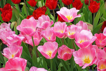 pink tulips in the garden