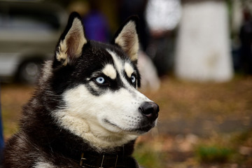 Portrait Husky dog with interesting eyes outdoors