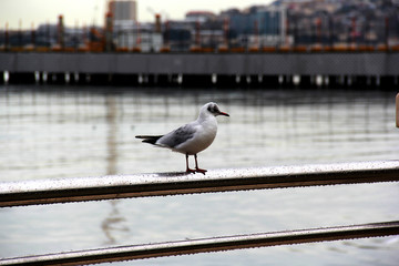 lonely seagull sitting on railling