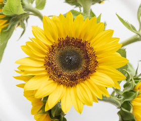 HIgh angle full frame view of yellow sunflower (selective focus)