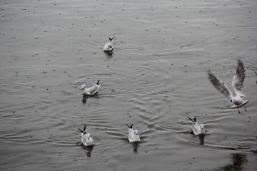 seagulls under the rain drops