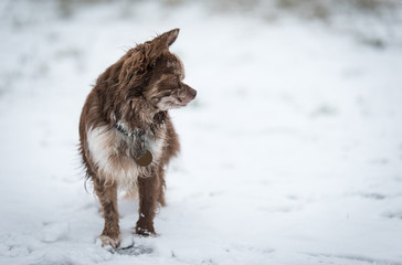 Adorable Chihuahua dog