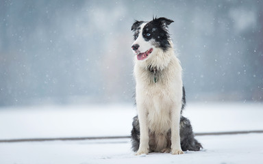 Border Collie dog in the winter park
