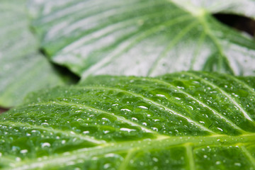 Green tropical palm leaf with water dropts on surface. Plant texture background