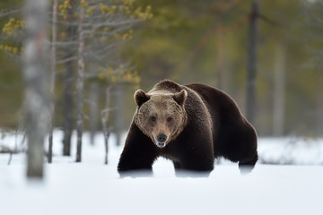 brown bear walking on snow. bear approaching.