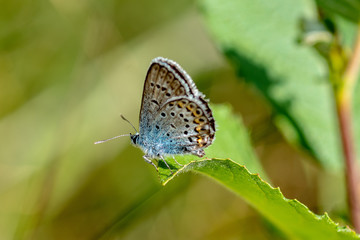 Obraz na płótnie Canvas Close up side view of a blue winged butterfly