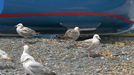 A flock of juvenile seagulls gathered around a small fishing boat on the stoney beach of Cadgwith Cove, Cornwall.