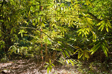 Fototapeta na wymiar Bamboo Bush on a Sunny morning.