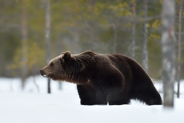 brown bear in snow. side view of brown bear on snow.