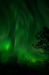Northern Lights in Central Finland with trees in the foreground