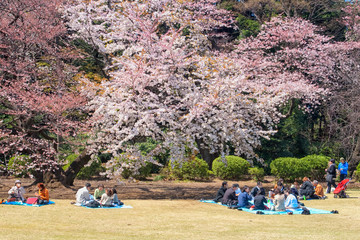 cherry blossom festival © Patricia