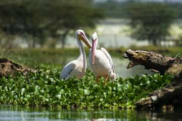 A pair of great white pelicans (Pelecanus onocrotalus) standing on water hyacinth, Lake Naivasha, Kenya