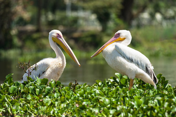 A pair of great white pelicans (Pelecanus onocrotalus) standing on water hyacinth, Lake Naivasha, Kenya